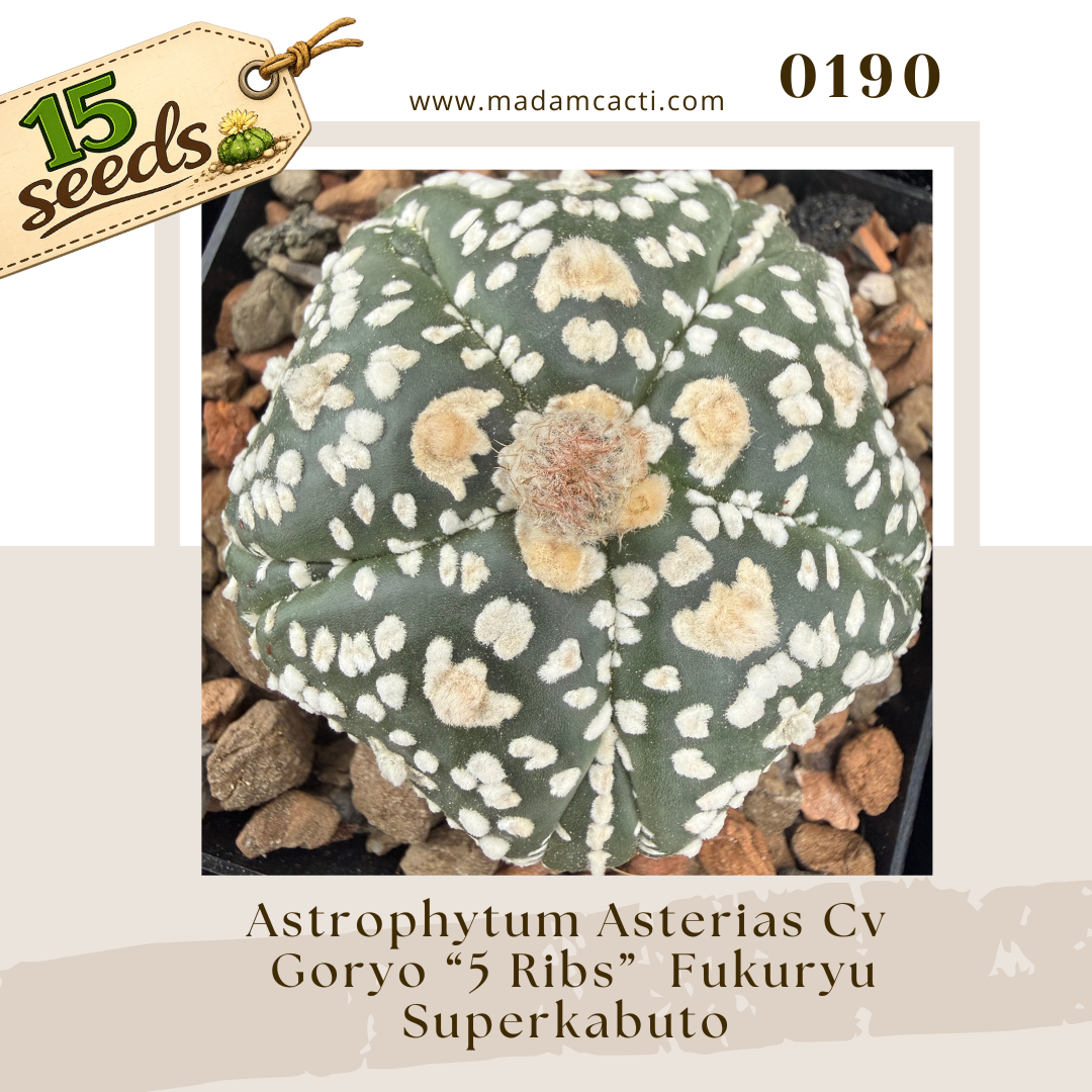 Madam Cacti | Discover & Grow Cacti Today